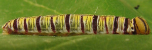 Larvae